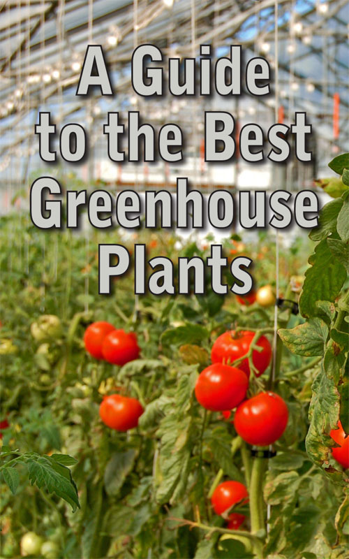 Best Greenhouse Plants